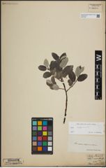 Foto von Salix lapponum L.